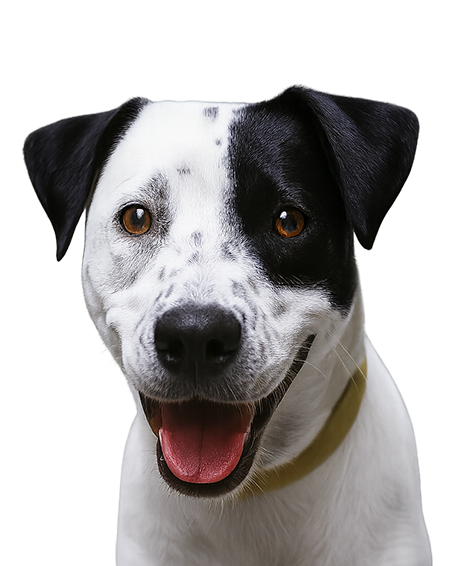 Perrito-3